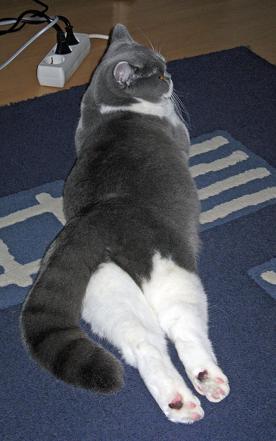 米切尔关键制胜,老鹰主场险胜独行侠