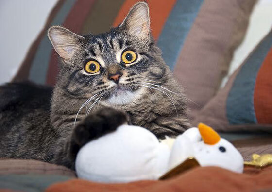 劳塔罗一锤定音，那不勒斯友谊赛轻取喀麦隆