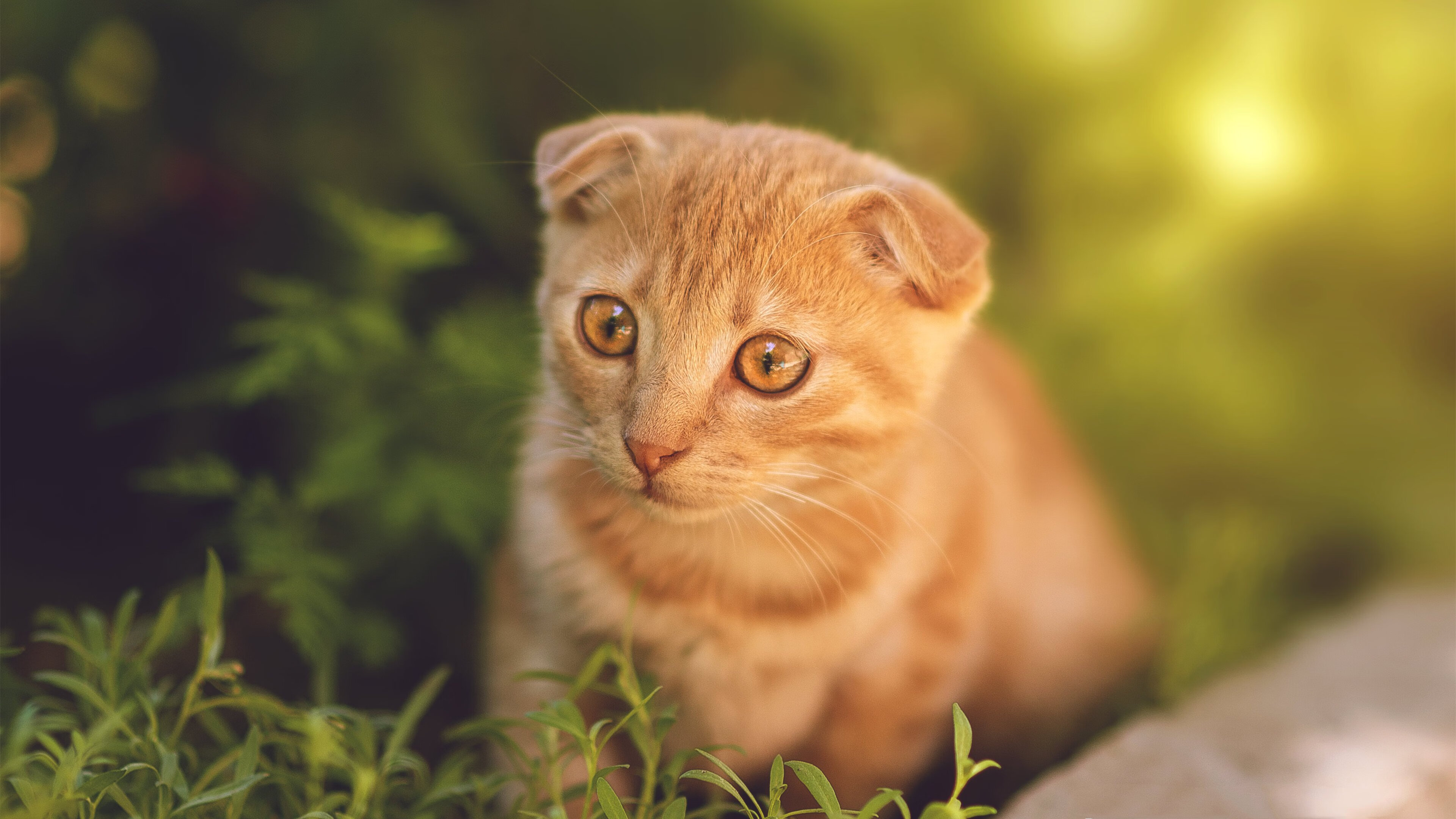 手术刀与绞杀阵，当蒂亚戈用沉默的精准，肢解了德甲巨人的傲慢