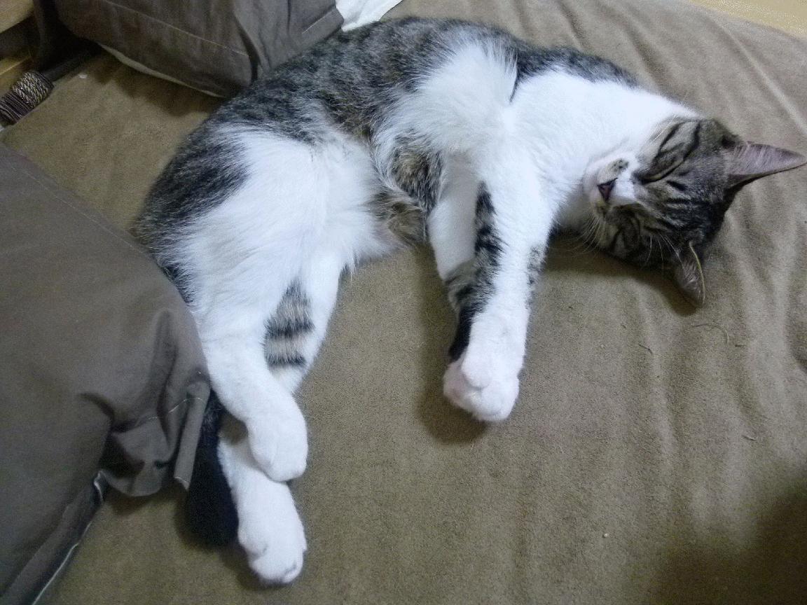 战术制胜,德甲争冠焦点战与阿尔及利亚压制喀麦隆的启示