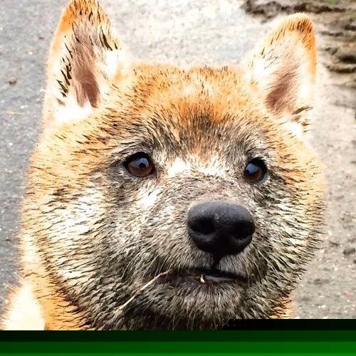 狂飙之夜！山西终结森林狼！布伦森最后时刻定音一锤