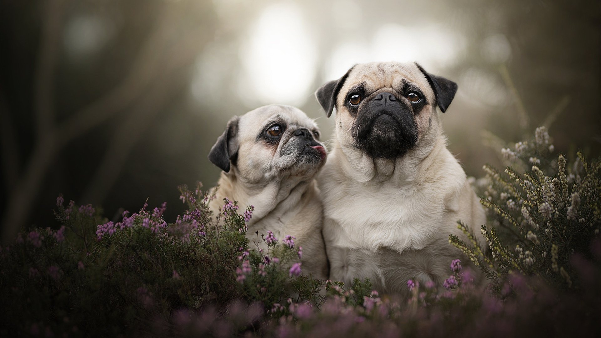 绿茵的交响，韩国对阵乌拉圭的战术博弈，与格列兹曼的跨洋里程碑