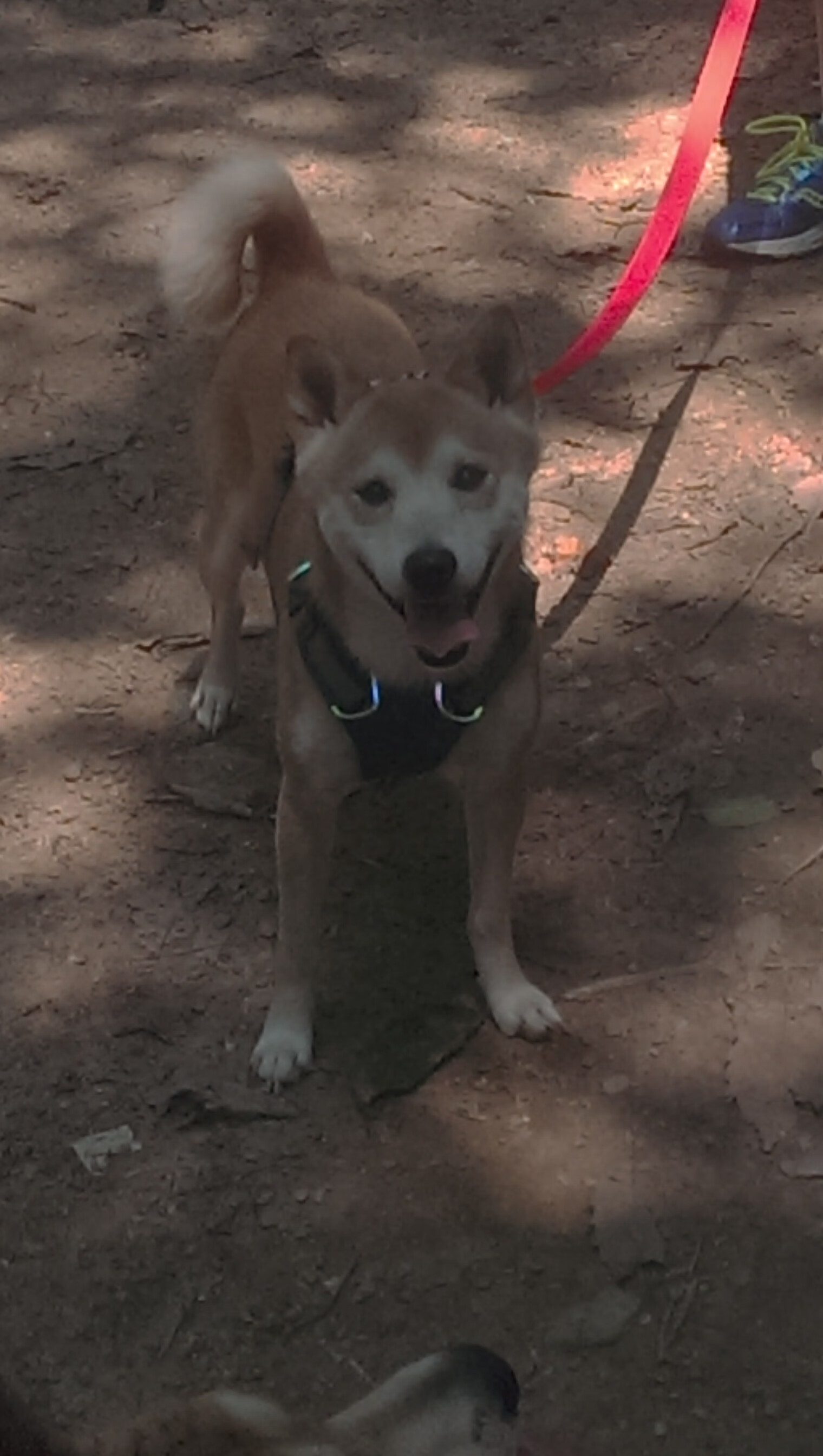 委内瑞拉连续得分压制尼斯，布鲁诺关键时刻彰显巨星本色