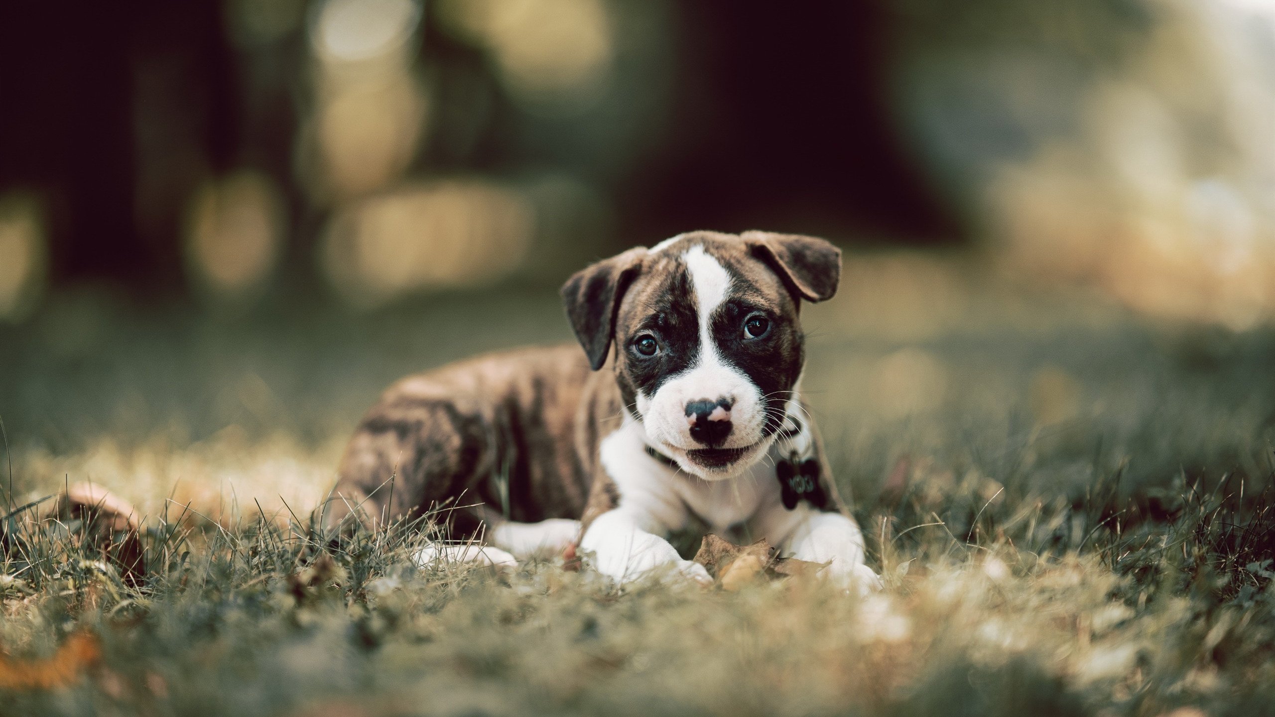 开云体育入口-篮球之夜,篮网踏平热火与小贾伦欧冠决赛的统治力