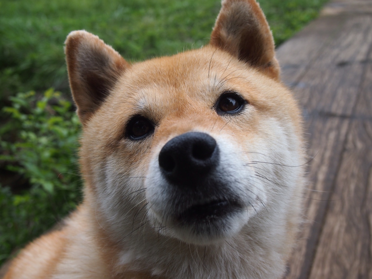 开云体育官网-德国单节爆发拉开阿尔及利亚，阿劳霍教科书式表现引领胜利