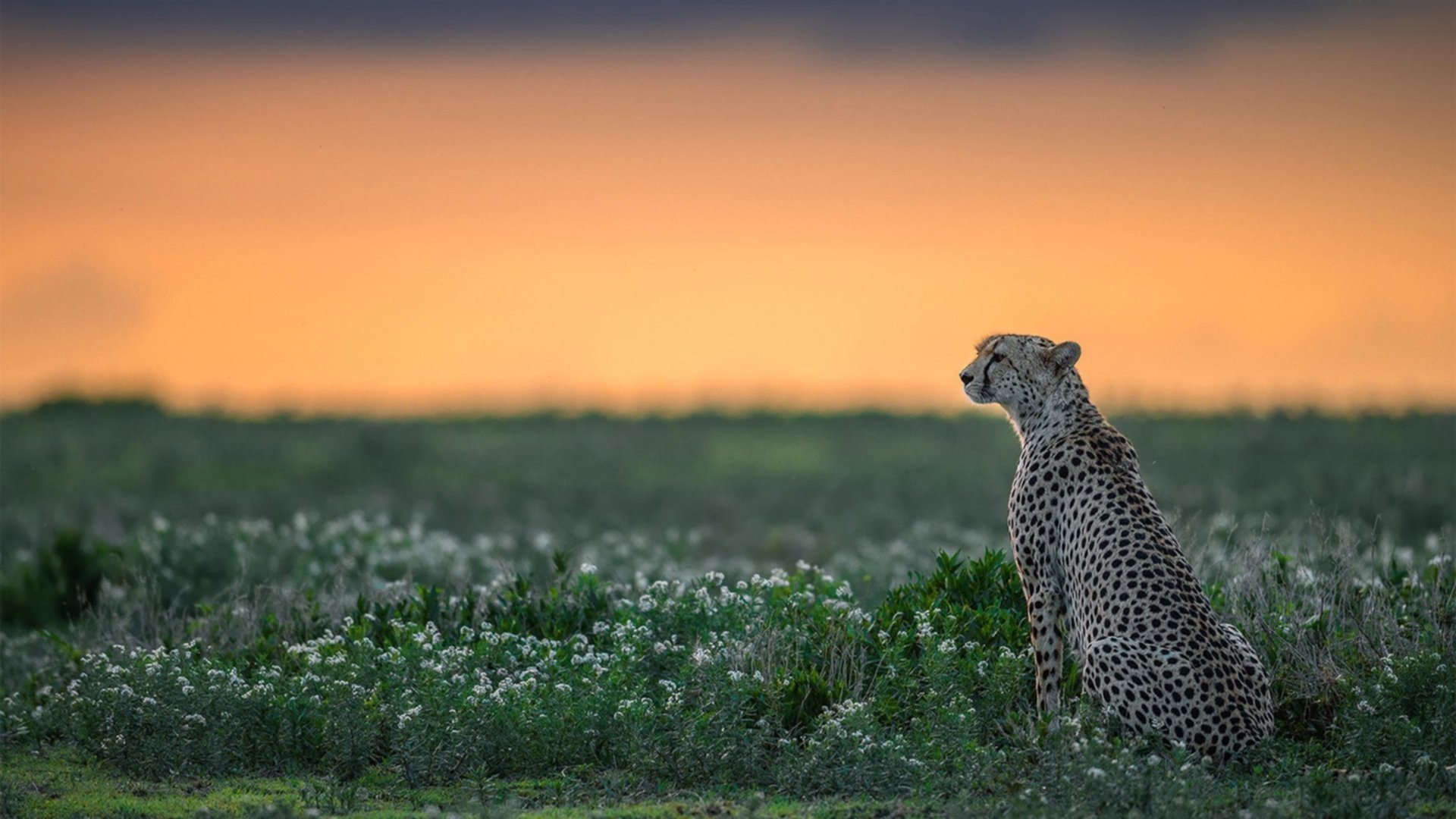 开云体育官网-东决关键战焦点战，亚特兰大生死战取胜中国